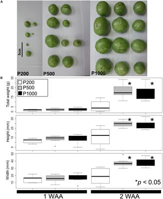 A Systems Analysis With “Simplified Source-Sink Model” Reveals Metabolic Reprogramming in a Pair of Source-to-Sink Organs During Early Fruit Development in Tomato by LED Light Treatments